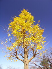 公園の黄葉の銀杏の木と青空