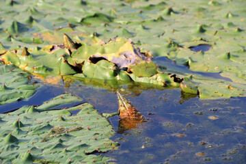 Aquatic Plants - Euryale ferox in Ponds, North China