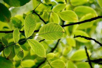 Fototapeta na wymiar green tree leaves in the nature in autumn season, green background