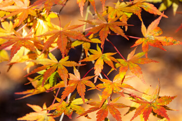 秋に色づく綺麗なもみじの葉