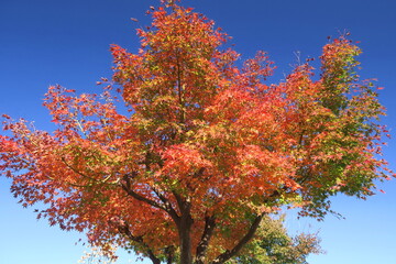 紅葉のモミジと青空