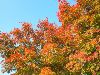 紅葉のモミジと青空
