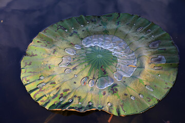 dry lotus leaves in the pond