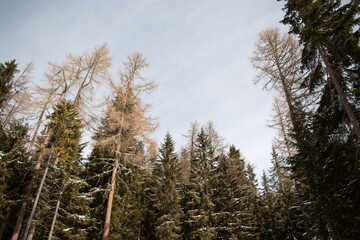 Snowy pine trees in the High Tatras, Slovakia