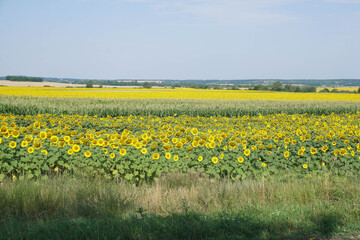 field of sun flowers
