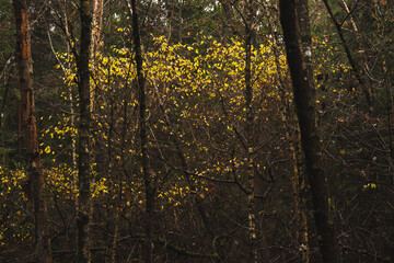 Autumn season themed photos in dark moody fores.