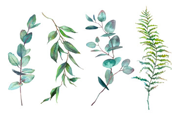 Watercolor fern and eucalyptus leaves. Hand painted greenery branches isolated on white background. Plant silhouette set - obrazy, fototapety, plakaty