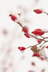 Fototapeta na wymiar Winter nature print close up with red rose hips with snow. Shrub with selective focus and blurred background.