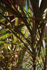 close up of green leaves of dracaena marginata bicolor