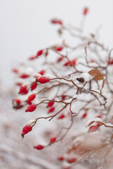 Winter nature print close up with red rose hips with snow. Shrub with selective focus and blurred background.