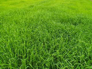 冬の朝の緑肥茂る畑