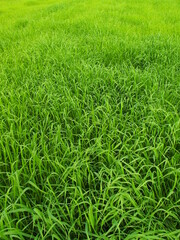 冬の朝の緑肥茂る畑