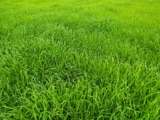 冬の朝の緑肥茂る畑