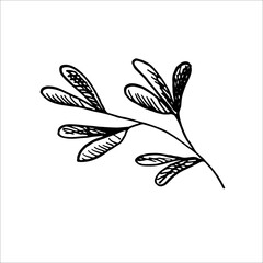 The leaves of mistletoe. Winter home decoration. Element New Year decor and comfort. Isolated vector object on a white background. Hand drawn  sketches in doodle style. 