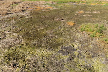 冬の朝の休耕地風景