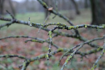 Dry tree branch with green lichen on brown leaves on grass background in Park on a gray autumn day, European autumn natural landscape