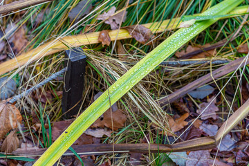Green plant leaf with water drops and morning dew after watering or rain
