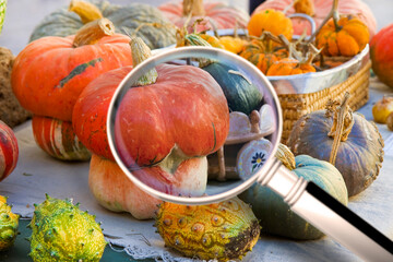 Quality control about pumpkins - HACCP (Hazard Analyses and Critical Control Points) concept image with pumpkins seen through a magnifying glass - focus on nutritional properties
