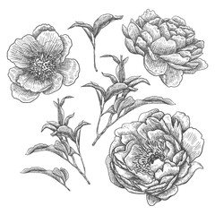 Peonies. Flowers, leaves and branches. Botanical elements set. Hand drawing. Black engraving, graphics, line art. Vintage. Black and white. Isolated vector illustrations.