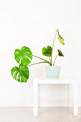 tropical plant monstera in a flower pot on a table against a white wall