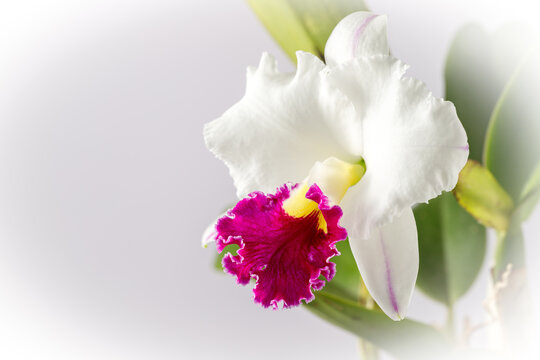 White large orchid flower with purple red lip of genus Cattleya closeup. Variety Lc. Chyong Guu Swan White Jade