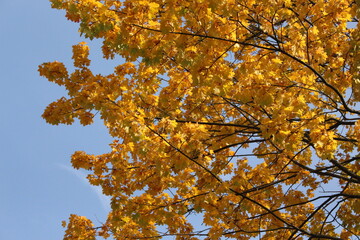Bright yellow foliage looks beautiful against a blue autumn sky