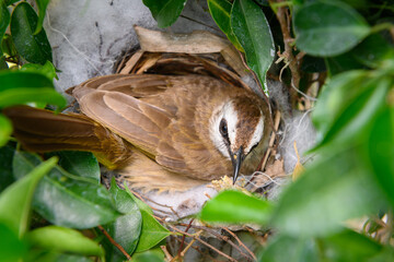 The yellow-vented bulbul (Pycnonotus goiavier), or eastern yellow-vented is a kind of bird at Thailand