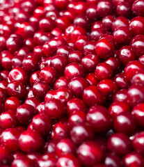 red berries cherry texture background