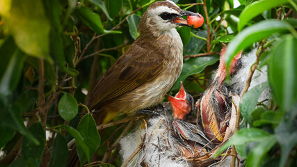 Mother bird feeding bapy birds in a nest of yellow-vented bulbul (Pycnonotus goiavier)