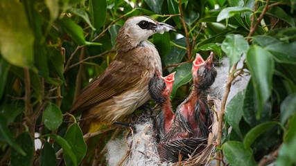 Mother bird feeding bapy birds in a nest of yellow-vented bulbul (Pycnonotus goiavier)