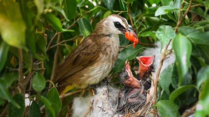 Mother bird feeding bapy birds in a nest of yellow-vented bulbul (Pycnonotus goiavier)