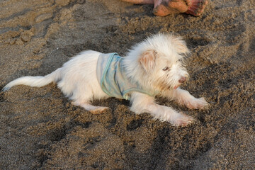 A cute dog relax in the sand on the beach