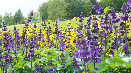 Park with yellow and purple flowers