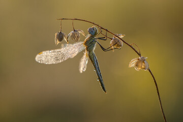 Early in the morning dragonfly on a blade of grass dries its wings from dew
