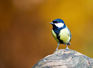 Koolmees, Great Tit, Parus major