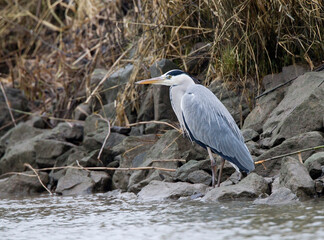 Blauwe Reiger; Grey Heron; Ardea cinerea