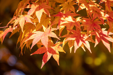 綺麗に色づく紅葉の葉