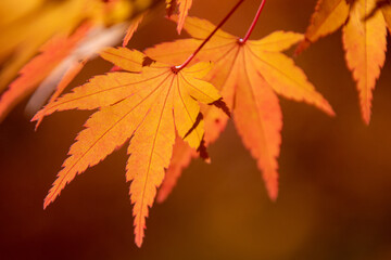 綺麗に色づく紅葉の葉