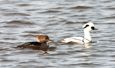 Kuifzaagbek, Hooded Merganser, Lophodytes cucullatus, Nonnetje, Smew, Mergellus albellus