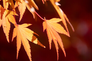 綺麗に色づく紅葉の葉