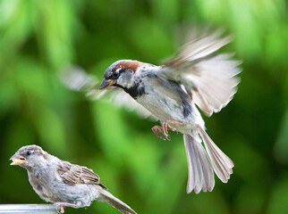 Huismus, House Sparrow, Passur domesticus