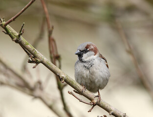 Fototapeta premium Huismus, House Sparrow, Passer domesticus
