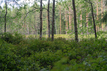 Berry bushes in forest