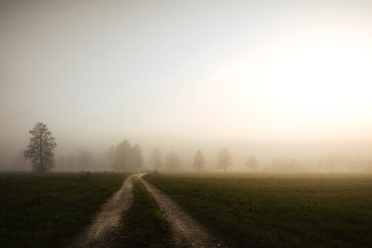 Country road in the evening mist