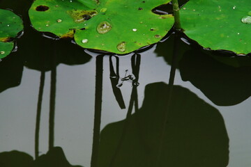 蓮池のアメンボウ