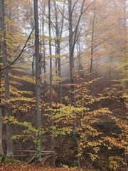 autumn forest in the morning