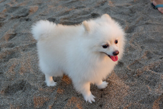 A cute Samoyed puppy on the beach