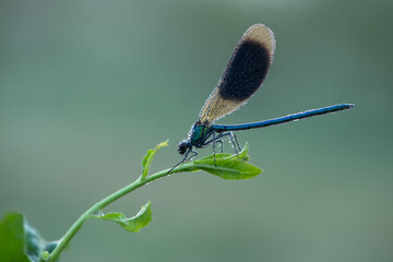 Beautiful dragonfly Calopteryx splendens on the flower of morning dew in the summer preparing to meet a new day