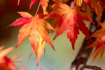 綺麗に色づく紅葉の葉