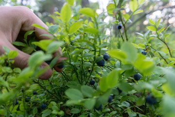 person picking blueberries in the forest